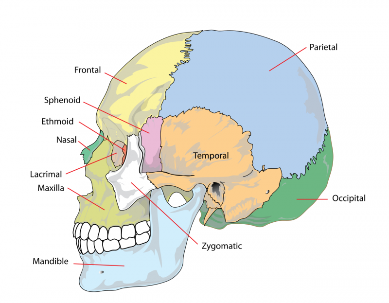 Chiropractic Craniopathy